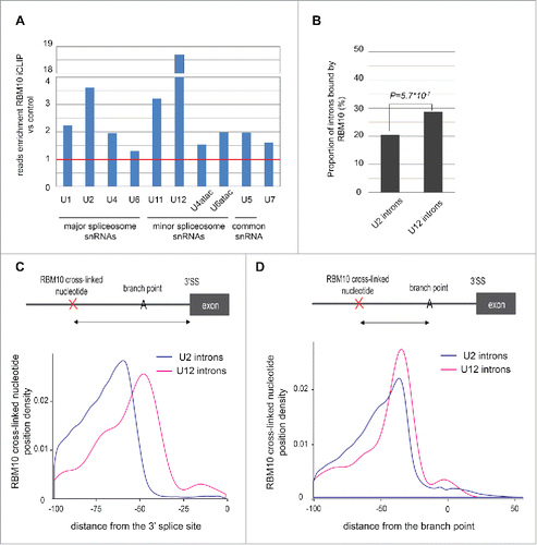 Figure 3. RBM10 binds small nuclear RNAs (snRNAs) of the major and minor spliceosome and their regulated introns. (A) Enrichment in the number of reads mapped to individual snRNAs for RBM10 iCLIP, as compared to the control. The red line corresponds to a ratio of 1 (i.e. no enrichment). (B) Proportion of introns spliced by the major or minor spliceosome that are bound by RBM10. Only introns of expressed genes (using RNA-seq data) have been analyzed (132,627 U2-introns and 606 U12-introns). U12 introns were retrieved from the U12DB database.Citation28 The comparison between the 2 samples was done using a z-test. (C) RBM10 binding profile upstream of the 3′ splice site for U2- (n = 27,123) and U12-introns (n = 174). The density of the cross-link nucleotides was plotted. (D) RBM10 binding profile upstream of the branch point (BP) adenosine for U2- (n = 26,234) and U12-introns (n = 133). The prediction of the BP was done using SVM-BPfinder.Citation22 The density of the cross-link nucleotides was plotted.