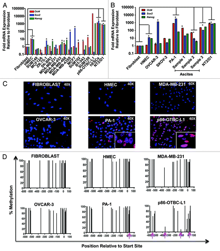 Figure 1. Differential endogenous expression of Oct4, Sox2 and Nanog in breast and ovarian cell lines. Endogenous Oct4, Sox2 and Nanog mRNA levels as assessed by quantitative real-time PCR in a panel of different breast (A) and ovarian (B) cell lines. Real-time quantification of each gene expression was normalized to the fibroblast cell samples. hESCs, p86-OTBC-L1 and NT2/D1 cells represented positive controls for Oct4, Sox2 and Nanog expression. Primary ovarian cancer cell cultures were generated from cells isolated from the ascites of patients with epithelial ovarian cancer. Experiments were run in triplicate and data represent the mean ± SD of three independent experiments as determined by the Student’s t-test (*p ≤ 0.01). (C) Immunofluorescence (IF) Oct4 protein expression and intracellular localization of Oct4 in different human cell lines: Fibroblasts, Human Mammary Epithelial cells (HMEC) and cancer cells: MDA-MB-231 (Breast), OVCAR-3 and PA-1 (Ovarian) and p86-OTBC-L1 (breast) cell lines. (D) Methylation status of Oct4 promoter in Fibroblasts, HMEC, MDA-MB-231 OVCAR-3, PA-1 and p86-OCTB-L1 cell lines. The X-axis represent the nucleotide position relative to translation start site, and the Y-axis the percentage of methylation along the Oct4 proximal promoter, assessed with a Sequenom EpiTYPER platform. Pink arrows indicate specific CpG di-nucleotides where methylation frequencies decreased significantly in the tumor samples relative to the non-transformed fibroblast or HUMEC cells.