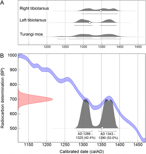 Figure 2 Radiocarbon dating results for North Island giant moa (Dinornis novaezealandiae) tibiotarsi from Aorangi Awarua, Ruahine Range. A, Comparison of the calibrated age ranges for the two radiocarbon dates. B, Calibrated age range of combined radiocarbon dates. White circles are median ages, and bars represent 95.4% confidence ranges. The Tūrangi moa was described by Worthy (Citation2002).