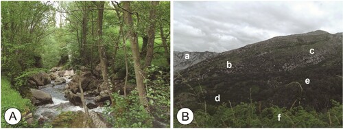 Figure 3. (A) Alder Woods in Quirós valley. (B) Pena Tene and Bermiego countryside (Quirós): (a) Casmophitic vegetation on the Sierra de Las Carangas limestone outcrops; (b) Oro-Cantabrian holm oak woodlands of Quercus rotundifolia; (c) Pulvinate Scrublands; (d) Mixed forests and meadows; (e) Oligotrophic Pyrenean Oakwoods; (f) Fern fields.