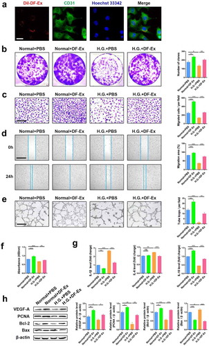Figure 2. DF-Ex reversed damaging effects of high glucose on HUVECs. (a) The internalization of DiI-labeled DF-Ex by HUVECs was observed using a confocal fluorescence microscope (scale bar = 20 μm). (b) The proliferation of HUVECs treated with/without high glucose or DF-Ex was determined through a cell colony formation assay (n = 3). (c) A transwell assay indicated the migration ability of HUVECs with/without high glucose or DF-Ex treatment (scale bar = 200 μm, n = 3). (d) A scratch wound healing assay revealed the motility of HUVECs with/without high glucose or DF-Ex treatment (scale bar = 1000 μm, n = 3). (e) The tube formation ability of HUVECs treated with/without high glucose or DF-Ex was determined through a tube formation assay (scale bar = 400 μm, n = 3). (f) The cell viability of HUVECs with different treatments was detected through a CCK-8 assay (n = 3). (g) qRT-PCR for the relative mRNA levels of inflammatory cytokines (IL-1β, IL-6, IL-10) in HUVECs (n = 3). (h) The expression levels of proliferation (PCNA, Bcl-2), apoptosis (Bax) and angiogenesis (VEGF-A) related proteins were detected through western blotting (n = 3). (b–h) *p < 0.05, **p < 0.01, ***p < 0.001, ns: no significance