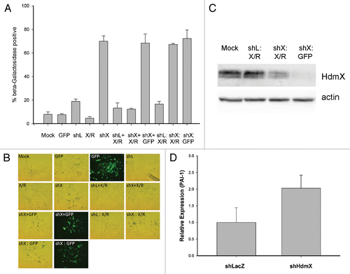 Figure 4 HdmX knockdown induces beta-galactosidase activity in LNCaps that cannot be reversed by HdmX overexpression post-senescence. LNCaps were transduced with no virus (Mock), GFP, shLacZ (shL), HdmX-Rescue (X/R), shL + X/R, shHdmX (shX) + X/R, shL, shX or shX and selection applied for 7 days. At day 7, shL infected cells were additionally infected with X/R (shL: X/R), shX infected cells with X/R (shX: X/R) and shX infected cells with GFP (shX: GFP). Cells were selected and incubated for an additional 7 days before β-galactosidase staining. (A) Average % beta-galactosidase positive cells normalized to transduction efficiency (based on GFP) ±SEM is reported where >100 cells were counted per treatment in biological triplicate. (B) Representative images of each treatment condition. All images taken at 100X magnification and the same exposure time for brightfield or fluorescence images. (C) Western blot confirming HdmX knock-down and rescue in additional treatment conditions not present in Figure 3A. (D) Rt-PCR demonstrating relative expression of PAI-1 normalized to GAPDH in shLacZ or shHdmX infected LNCaP cells at day 14. Bars represent 95% confidence intervals.