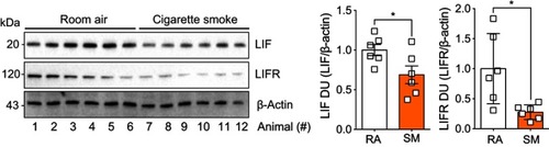 Figure 4 Animals exposed to cigarette smoke had reduced expression of leukemia inhibitory factor (LIF) and its corresponding receptor, LIF receptor (LIFR). Animals were exposed to cigarette smoke for 6 months, immunoblots were performed on whole lung tissues proteins for LIF, LIFR, and β-actin. Densitometry analysis was performed. Graphs are represented as mean ± standard error of the mean (SEM), where each measurement was performed on six animals/group. *p<0.05 comparing both groups by Student’s t-tests.
