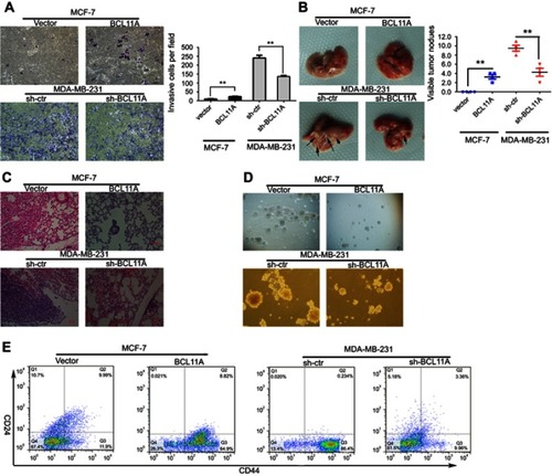 Figure 3 BCL11A promotes tumor metastasis, cancer cell migration, and the stemness of breast cancer cells. BCL11A promotes cell metastasis ability, confirmed by Transwell invasion assay in vitro. (A) Representative invaded cells image (Left), and the statistical analysis of the invaded cell number (Right) are shown. All the data was shown as the mean ± SD, and three independent experiments were performed (**p<0.01; *p<0.05). (B) Representative image of lung metastasis nodules on the lung of xenograft model (arrows). 8 weeks after tail vein injection of BCL11A-modulating MDA-MB-231 and MCF-7 cells, the number of lung nodules on lungs surface of nude mice was counted and analysed (N=3) (**p<0.01; *p<0.05). (C) Hematoxylin and eosin stained metastatic nodules on the surface of the lung. Representative image of sections was shown. Original magnification, 100×. (D) BCL11A increases the sphere-forming ability of MDA-MB-231 and MCF-7 cells. Original magnification: ×100. (E) Representative dot plots of CD44+/CD24− cell surface markers from mammospheres in BCL11A-osverexpressing MCF-7 and sh-BCL11A MDA-MB-231 and their controls.