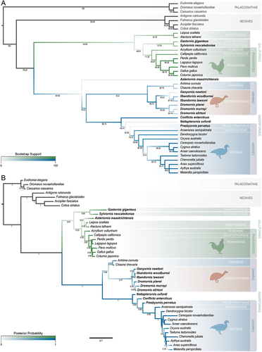 Figure 12. Galloanseran consensus trees derived from skull characters to assess the relationships of dromornithids: A. Parsimony strict consensus tree cladogram of 2 MPTs (length = 786, corresponding phylograms are displayed in SI 5), bootstrap support values are displayed below each corresponding branch; B. the consensus tree phylogram based on Bayesian inference (majority-rule, undated). The scale bar in B. relates to degree of morphological change across branch lengths. Posterior Probability values are specified next to respective nodes. The suborders Anhimae and Anseres are indicated, as is the superfamily Phasianoidea. Branches are differentially coloured corresponding to Galliformes (green) and Anseriformes (blue). The additional colour gradient across branches is indicative of support values in both consensus trees displayed (bootstrap values and posterior probabilities, respectively). Fossil taxa are shown in bold.