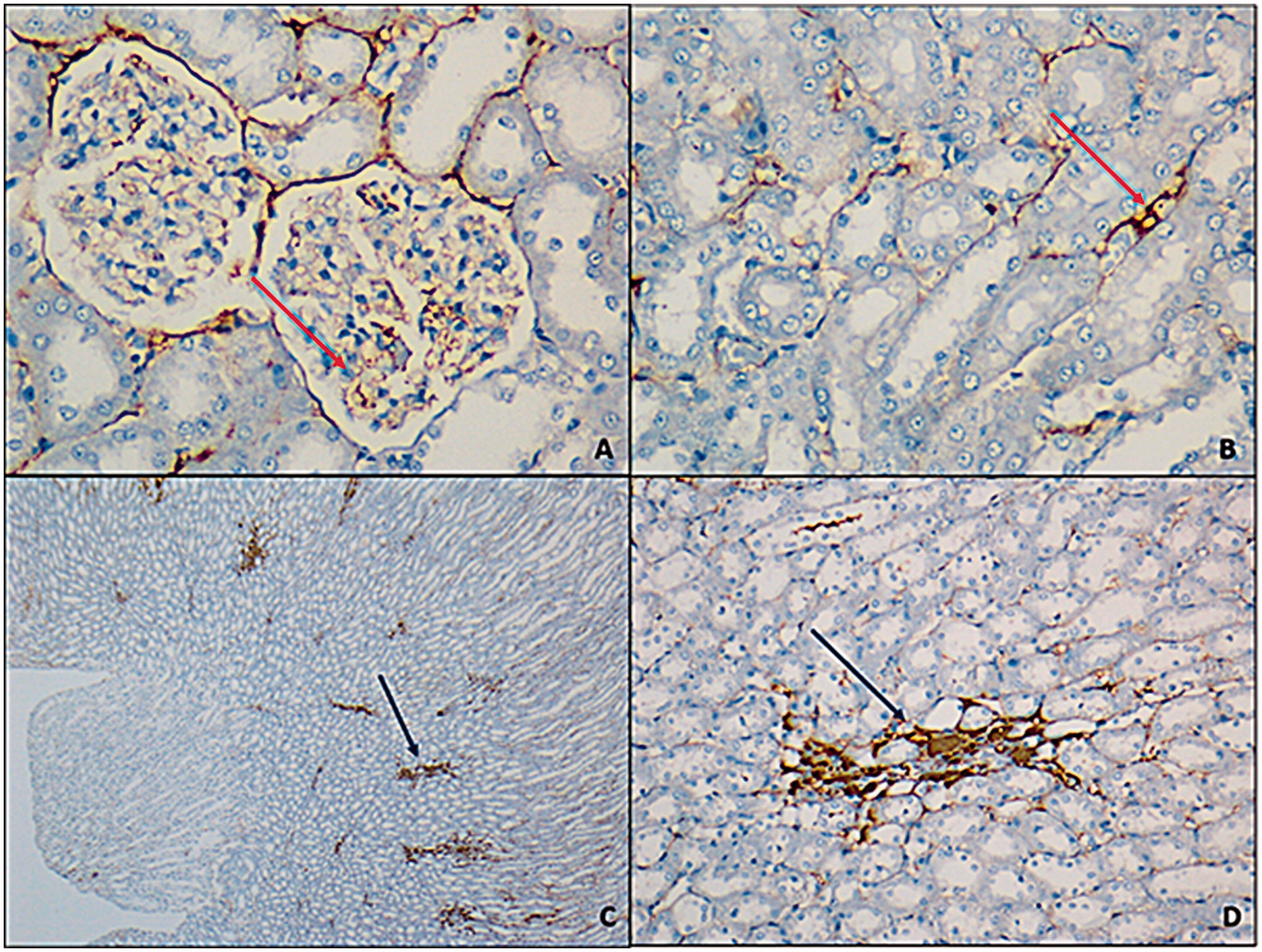 Figure 2. Glomerular capillaries at cortex (A) and interstitial area capillaries were observed at vein walls; (B) (red arrow) (FNDC5 antibody, A, B: 400×; C: 25×; D: 200×).