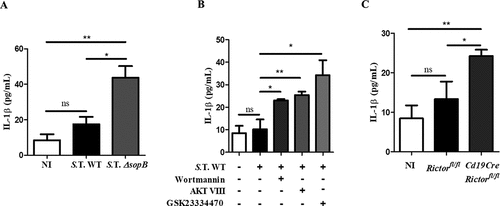 Figure 3. Salmonella promotes Akt-YAP pathway activation to block IL-1β secretion. (a) IL-1β secretion levels in supernatants of B cells from BALB/c mice infected with Salmonella Typhimurium wild-type or ΔsopB at an MOI of 50. (b) IL-1β secretion levels in supernatants of B cells from BALB/c mice pretreated for 60 minutes with the PI3K inhibitor wortmannin (0.2 µM) or for 30 minutes with the Akt inhibitor AKT VIII (2,12 µM) or the PDK1 inhibitor GSK23334470 (50 µM) and infected with Salmonella Typhimurium wild-type at an MOI of 50. Inhibitors were present before, during and after infection. Viability of infected-B cell not treated with inhibitors was similar to infected-B cell treated with inhibitors (data not shown) (c) IL-1β secretion levels in supernatants of B cells from Rictorfl/fl and Cd19Cre/Rictorfl/fl mice infected with Salmonella Typhimurium wild-type at an MOI of 50. Data are expressed as the mean ± S.D. of three different experiments. Data were analyzed by Student’s t-test. *p < 0.05, **p < 0.01, ***p < 0.001.