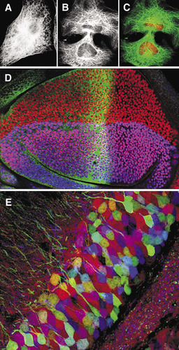 Figure 1. Development of multiple label confocal imaging from the 1980s to the present.(A)–(C). Confocal imaging in the 1980s. (A) Wide-field epifluorescence image of a 3T3 cell immunofluorescently labeled with antitubulin. (B) Laser scanning confocal image of similar cell. (C) Double label confocal image of the same cell in (B); tubulin in green and nuclei labeled with propidium iodide in red. (D) Confocal imaging in the 1990s. Single optical sections collected simultaneously using a single krypton argon laser at three different excitation wavelengths—488 nm, 568 nm, and 647 nm—of a fruit fly third instar wing imaginal disk labeled for three genes involved with patterning the wing: cubitus interruptus (fluorescein, 496 nm) in green; vestigial (lissamine rhodamine, 572 nm) in red; and apterous (cyanine 5, 649 nm) in blue. (E) Confocal imaging in the 21st century. Brainbow image of mouse dentate gyrus (Citation21).