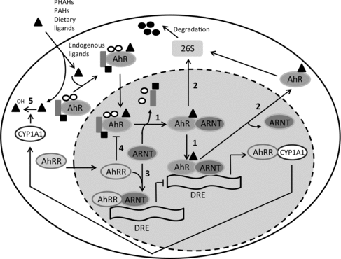 Figure 1. Schematic overview of mechanisms involved in AhR activation. Scheme 1: After ligation of the AhR with an agonist, the ligand:AhR complex translocates to the nucleus where it dimerizes with ARNT. Then, hsp90, hsp23 and the X-associated protein 2 dissociate from the complex and the ligand:AhR:ARNT complex binds to DREs, resulting in the transcription of genes. Scheme 2: Proteolytic degradation of the AhR by the 25S proteosome. Schemes 3 and 4: AhR-mediated induction of the AhRR reduces the formation of the ligand:AhR:ARNT complex. Scheme 5: AhR ligands are metabolically depleted by CYP450 enzymes. Adapted from Mitchell and Elferink (Citation2009).
