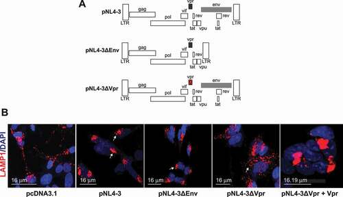 Figure 3. The lysosome dysfunction is directly linked to the presence of HIV-1 Vpr. (A) Schematic representation of the plasmids used, pNL4-3, pNL4-3ΔEnv, and pNL4-3ΔVpr. (B) HIV-1 Vpr changes the lysosome positioning and enlarges the lysosomes. SH-SY5Y cells stably expressing mCherry-LAMP1 were co-cultured with U87-MG cells transfected with 0.5 μg of pcDNA3.1, 1 μg of pNL4-3 pro, pNL4-3ΔEnv, pNL4-3ΔVpr and 1 μg of pNL4-3ΔVpr + 200 ng of CMV-Vpr plasmids and visualized after 48 h. note that pNL4-3 was cloned into pUC18 (PvuII site), however in our transfection, we used pcDNA3.1 as the empty vector