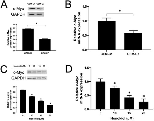 Figure 7. Effect of honokiol on c-Myc protein and mRNA expression levels in T-ALL cell lines. The expression level of c-Myc protein (A) and c-Myc mRNA (B) in DEX-resistant CEM-C1 cells and DEX – sensitive CEM-C7 cells. CEM-C1 cells were treated with honokiol at different concentrations (0–20 µM) for 48 h and the expression level of c-Myc protein (C) and c-Myc mRNA (D) were determined using western blot and RT-qPCR, respectively. Data represent mean ± SD (n = 3), *p < 0.05 as compared to the control group.