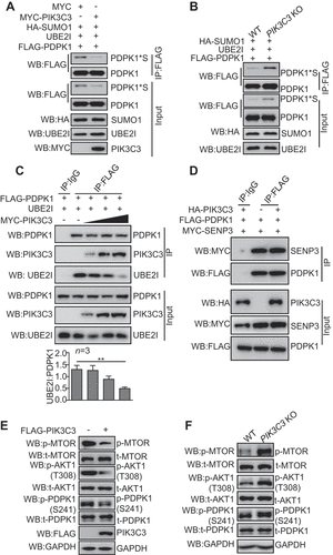 Figure 5. PIK3C3 inhibits SUMOylation of PDPK1. (A) PIK3C3 overexpression downregulated SUMOylated PDPK1. HEK293T cells were transiently co-transfected with MYC-PIK3C3 together with FLAG-PDPK1, PCI-UBE2I, and HA-SUMO1 for 48 h. FLAG precipitation and immunoblot analyses of FLAG-PDPK1 were performed by using indicated antibodies. (B) PIK3C3 deletion promoted SUMOylation of PDPK1. PIK3C3 KO or WT HEK293T cells were co-transfected with HA-SUMO1 and PCI-UBE2I together with FLAG-PDPK1 for 48 h. Anti-FLAG IP and immunoblot analyses were performed by using indicated antibodies. (C) PDPK1 SUMOylation is inhibited by PIK3C3. HEK293T cells were transiently co-transfected with FLAG-PDPK1 and PCI-UBE2I together with increasing amounts of MYC-PIK3C3 for 48 h. Anti-IgG or -FLAG IP and immunoblot analyses were performed by using indicated antibodies. (D) HEK293T cells were transiently co-transfected with FLAG-PDPK1 and MYC-SENP3 together with or without HA-PIK3C3 for 48 h. Anti-IgG or -FLAG IP and immunoblotting analyses were conducted by using indicated antibodies. (E) The expression of PIK3C3 inhibited phosphorylation of PDPK1, AKT1 and MTOR. HEK293T cells were transiently transfected with empty vector or FLAG-PIK3C3 for 48 h. Cell lysates were subjected to western blotting with indicated antibodies. (F) Knockout of PIK3C3 increased the phosphorylation of PDPK1, AKT1 and MTOR. Lysates of WT and PIK3C3-null HEK293T cells was subjected to immunoblot analysis by using indicated antibodies