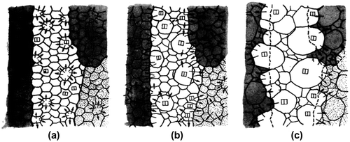 Figure 8. Schematics of abnormal grain growth of Goss-oriented grains. (a) Primary recrystallization structure. (b) Growth of grains having mutually close orientations. (c) Abrupt growth of Goss grains into other colonies of recrystallized grains, above dissociation temperature of sulfide (reproduced with permission from [Citation23] © 1971 The Japan Institute of Metals and Materials).