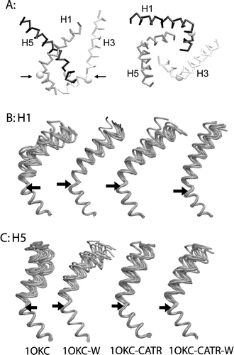 Figure 6.  (A) The inner helix bundle formed by H1, H3, and H5, illustrated by the X-ray structure. Left to right: Side view; top view from cytosol. The white spheres indicate the positions of the key prolines (P27 in H1 [white], P132 in H3 [black], and P229 in H5 [grey]). (B) and (C) Snapshots of H1 (B) and H5 (C) from all four simulations. In each case structures saved every 2 ns are shown, superimposed in on the residues C-terminal to the key proline (indicated by the arrows).