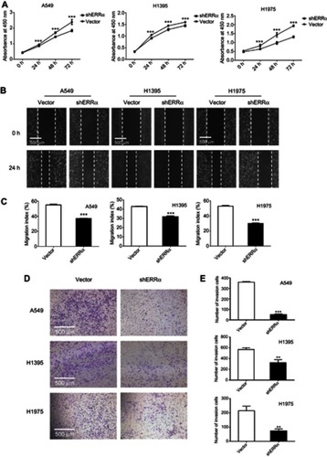 Figure 5 Proliferation, migration, and invasion of LUAD cells after knockdown of ERRα.Notes: (A) Proliferation of LUAD cells by CCK-8 assay. (B and C) Migration of LUAD cells by Scratch assay. (D and E) Invasion of LUAD cells by transwell invasion assay. ***Compared with vector, P<0.001; **compared with vector, P<0.01.