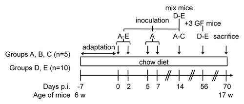 Figure 1. Experimental set up. Five groups of mice (males in groups A–D; females in group E) were individually caged and distributed into 5 isolators. Different bacterial suspensions (mixes or pure cultures) were inoculated at several time points between days 0 and 14 (see also Table 2). On day 14, mice from groups D and E were removed from their individual cages and mixed with the other mice from the same group. On day 56, 3 GF mice were introduced into the isolators containing groups D and E. All animals received standard chow diet. p.i., post-inoculation.