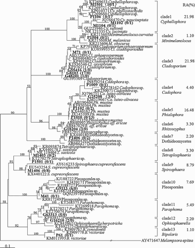 Figure 3. NJ phylogram of ITS sequences of cultured melanized fungal isolates colonizing the roots of ‘non-mycorrhizal’ plants in Kunming CM and Gejiu Niubahuang Sn/Pb/Zn mine tailings pond (NTP), SW China, based on the TrN + G substitution model determined by Modeltest 3.06 (Posada and Crandall Citation1998), rooted tree by Melampsora epitea as outgroup. Numbers above the nodes indicate the bootstrap support in NJ analysis, 1000 times. RA here represents the ratio of the numbers of fungal isolates in a given clade relative to the total number of fungal isolates. Arabic numbers in parentheses indicate the number of fungal isolates originating from NTP (above slash) and from CM (below slash), respectively.