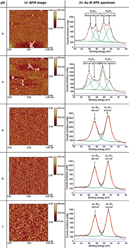 Figure 2. AFM images and XPS Au 4f spectra of adsorption of citrate-passivated Au nanoparticles on APTMS-modified Si3N4 substrates at five different values of pH. The binding energies of both the Au 4f5/2 and Au 4f7/2 XPS peaks and peak fitting of the XPS spectra are also shown.