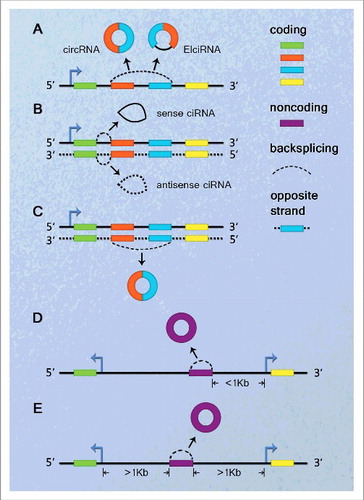 Figure 1. Schematic presentation of circRNA classification. (A) Sense or exonic, when overlapping one or more exons of the linear transcript on the same strand. (B) Intronic, when arising from an intron of the linear transcript in either sense or antisense orientation. (C) Antisense, when overlapping one or more exons of the linear transcript, as they transcribe from the opposite strand. (D) Bidirectional or intragenic, when transcribing from same gene locus of the linear transcript, but in close genomic proximity within 1 kb and not classified into ‘sense’ and ‘intronic’. (E) Intergenic, when it locates outside at least 1kb away from known gene locus.