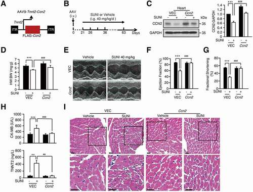 Figure 5. Overexpression of Ccn2 rescues the cardiotoxicity caused by sunitinib. (A) Schematic representation of AAV9-Tnnt2-Ccn2 used in this study. (B) AAV9-Tnnt2-Ccn2 or AAV9-Tnnt2-VEC virus was injected into C57BL/6 mice through the tail vein to specifically reduce the expression of CCN2 in the heart, which was followed by saline or sunitinib (40 mg/kg) treatment for 42 days by means of intragastric administration (n = 5). (C) Representative western blots showing CCN2 expression in heart tissue lysates. GAPDH was used as a loading control. Total heart tissues from 3 mice of each group were used and densitometric analysis was carried out. (D) Heart weight to body weight ratio. (E-G) Cardiac function was examined by echocardiography. (H) Serum was analyzed for CK-MB and TNNT2 levels. (I) Heart sections were stained with H&E. Scale bars: 100 µm. The p value was calculated by one-way ANOVA (Dunnett’s multiple comparisons test). **: p < 0.01, ***: p < 0.001, ##: p < 0.01 and ###: p < 0.001. Abbreviations: AAV9, adeno-associated virus 9; SUNI, sunitinib; VEC, vector; HW, heart weight; BW, body weight; CK-MB, creatine kinase myocardial band; TNNT2, troponin T2, cardiac.