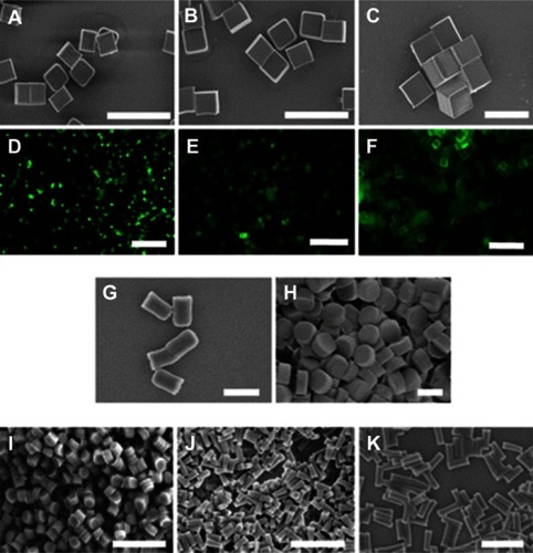 Figure 8 Micrographs of PRINT particles varying in both size and shape.Note: (A–C) Scanning electron micrograph of the cubic series of particles (diameters = 2 μm [A], 3 μm [B], and 5 μm [C]). (D–F) Fluorescence micrographs of the cubic series of particles (diameters = 2 μm [D], 3 μm [E], and 5 μm [F]). (G and H) Scanning electron micrographs of the cylindrical series of microparticles having the same height (1 μm), but varying diameters (diameters = 0.5 μm [G] and 1 μm [H]). (I–K) Scanning electron micrographs of the series of cylindrical nanoparticles (diameters = 200 nm, height = 200 nm [I]; diameter = 100 nm, height = 300 nm [J]; diameter = 150 nm, height = 450 nm [K]). Scale bars, A–F, 20 μm; G–K, 1 μm. Reprinted with permission from Gratton SE, Ropp PA, Pohlhaus PD, et al. The effect of particle design on cellular internalization pathways. Proc Natl Acad Sci USA. 2008;105(33):11613–11618. Copyright © 2008 National Academy of Sciences.Citation43