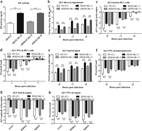 Fig. 2 Effects of the mutations in the pol gene on reverse transcriptase activity and replication ability both in vitro and in vivo.a The results of the reverse transcriptase activity (RT) assays performed with equivalent virus particle amounts (five million copies) isolated from the cell culture supernatants of DF-1 cells infected or transfected with SDAUAK-11 (wild strain), JS11C1 (wild strain), rSDAUAK-11 and rRSDAUAK-11 are shown. b Virus titers for these viruses in DF-1 cell culture supernatant at 48, 72, and 96 HPI and viral titers harvested at different intervals were calculated and expressed as TCID50 per milliliter using Reed-Muench methods. c Viral loads for these viruses at 48, 72 and 96 HPI were determined by the presence of ALV in DF-1 cells (106 cells) treated with different virus strains (five million copies) using QRT-PCR methods, and ALV viral load levels were normalized to beta-actin. d Proviral loads (PVLs) for those viruses at 2, 3, and 4 HPI were determined by the presence of ALV-cDNA in DF-1 cells (106 cells) treated with different virus strains (five million copies) using QRT-PCR, and ALV PVL levels were normalized to HMG14b. e Viral loads for these viruses at 48, 72 and 96 HPI were determined by the presence of ALV in the blood of SPF chicks treated with different virus strains (five million copies) using QRT-PCR, and the viral RNA concentration (log10) was normalized per 1 µg of total RNA. f PVLs for those viruses at 48, 72 and 96 HPI were determined by the presence of ALV-cDNA in the leukomonocytes of SPF chicks treated with different virus strains (five million copies) using QRT-PCR methods, and ALV proviral load levels were normalized to HMG14b. g Viral loads for these viruses at 48, 72 and 96 HPI were determined by the presence of ALV in the liver, kidney and spleen of SPF chicks treated with different virus strains (five million copies) using QRT-PCR, and ALV viral load levels were normalized to beta-actin. h PVLs for these viruses at 48, 72 and 96 HPI were determined by the presence of ALV-cDNA in the liver, kidney and spleen of SPF chicks treated with different virus strains (five million copies) using QRT-PCR methods, and ALV PVL levels were normalized to HMG14b. The standard deviations from independent experiments are shown. P value (*P < 0.05, **P < 0.01) determined by Duncan’s multiple-range test is shown