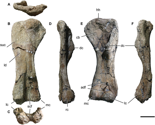 Figure 8. Titanomachya gimenezi, holotype. MPEF Pv 11547/7, left humerus in A, posterior; B, proximal; C,distal; D, medial and E, anterior views. Abbreviations: cb, coracobrachialis origin scar; dc, deltopectoral crest; hh, humeral head; lc, lateral condyle; ld, latissimus dorsi insertion scar; mc, medial condyle; scf, supracondylar fossa; suc, supracoracoid insertion scar. Scale bar = 10 cm.