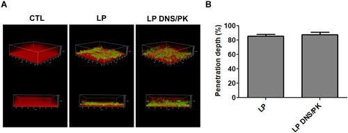 Figure 4 The penetration of liposomes containing SME (150 μg/mL) and/or DNS/PK (25 and 10 μg/mL) through Cutibacterium acnes biofilm: (A) the penetration of Bodipy FL C16-stained liposomes into the dextran-stained biofilm observed by confocal microscopy; and (B) the penetration depth of Bodipy FL C16-stained liposomes quantified from confocal microscopy. All data are presented as the mean of three experiments±S.E.M.