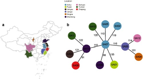 Figure 1. Relationships among ST338 isolates in this study. (a). Geographic distribution of clinical cases of ST338 infection in China from 2014 to 2019. Different colours represent areas where the strains were isolated. (b). MST of ST338 isolates. The genome sequences of 13 ST338 isolates were aligned. Each circle represents a ST338 strain, and each colour represents a different geographic region. Numbers on the connecting lines indicate the number of single nucleotide polymorphisms between two strains.