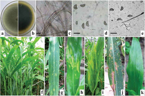 Fig. 1 (Colour online) Morphological characteristics of Curvularia coicis and symptoms of leaf blight on naturally infected and inoculated Chinese pearl barley leaves. a–b, top (a) and reverse (b) view of colony characteristics of the fungal pathogen on PDA 7 days post inoculation. c, hyphae. d, mature conidia. e, conidiophore and conidia. f–g, symptoms of natural infection with blight on leaves. h–j, symptoms of blight on leaves inoculated with conidial suspensions of C. coicis under greenhouse conditions 20–30 days post inoculation. k, control leaves sprayed with distilled water, note that leaves did not display any symptoms of disease. Bars = 30 μm.