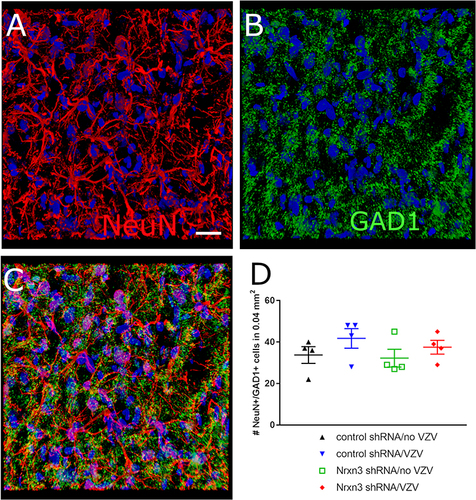 Figure 7 GAD1 expression in the central amygdala. The central amygdala of Gad1-iCre Long Evans rats was infused with a mix of the shRNA viruses and the CaMKIIa EGFP virus. Four weeks after surgery the whisker pad was injected with either no VZV or VZV. Six weeks after infusion brain sections were immunostained for the neuronal marker NeuN. (A) indicates cells with immunofluorescent signal for NeuN (red) in the central amygdala. Hoechst 33342 nuclear stain is blue. (B) shows the same region of cells but the GAD1 (ie, GAD67) immunofluorescent signal is green. (C) has the immunofluorescent signal for both NeuN (red) and GAD1 (green) with colocalization in yellow. Bar = 20 micrometers. (D) is a histogram for the number of NeuN positive neurons colocalizing with GAD1 within the central amygdala of the treated rats. Each point is from an individual animal.