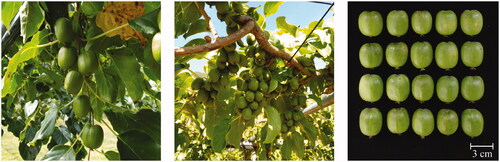 Figure 1. Vine and fruit of “Autumn sense” hardy kiwifruit.