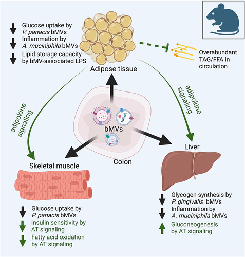 Figure 1. A central role for bacterial membrane vesicles in glucose metabolism and metabolic disease. Illustrating reported effects of gut-derived bMVs on adipose tissue (AT), skeletal muscle tissue and the liver in metabolic disease, with a secondary focus on the consequential signalling effects of AT on skeletal muscle cells and the liver. In mice, gut-derived Pseudomonas panacis bMVs decreased glucose uptake in AT and skeletal muscleCitation23 whereas the translocation of Porphyromonas gingivalis bMVs to the liver reduced glycogen synthesis in response to insulin signalling.Citation25 Interestingly, oral administration of pasteurized Akkermansia municiphila and its bMVs decreased HFD induced measures of inflammation (Interleukin 6 (IL6), Tumor Necrosis Factor alpha (TNFα)) in AT and the liver in mice.Citation24 As master regulator of insulin and glucose homeostasis, AT removes FFAs and TAGs from systemic circulation, thereby preventing lipotoxicity induced insulin resistance in liver and skeletal muscle tissue.Citation6 Via endocrine signalling AT delivers cytokines and adipokines to skeletal muscle tissue and the liver, decreasing insulin sensitivity and fatty acid oxidation in the first, and increasing gluconeogenesis in the latter.Citation88 For the sake of simplicity, the effects of the interaction between the microbiome, its vesicle produce and the cells lining the intestinal barrier on metabolic health, as well as the role of tissue-infiltrating immune cells and crosstalk between skeletal muscle cells, liver and other organs are not illustrated here. TAG: triacylglycerol. FFA: free fatty acids.