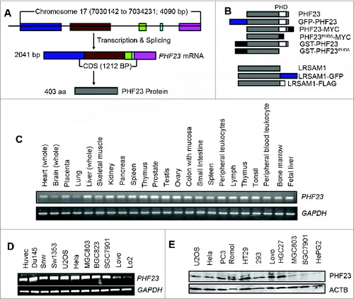 Figure 1. PHF23 genetic information and expression profile. (A) Schematic of the gene and mRNA structure of PHF23. The PHF23 gene is located on chromosome 17, has 5 exons and encodes a protein with 403 amino acid residues. (B) Schematic representation of PHF23 and LRSAM1 constructs used in this study. (C) PHF23 mRNA expression was analyzed by RT-PCR in human normal tissues and cell lines (D). GAPDH expression was amplified as an internal control. (E) Protein expression of PHF23 in mammalian cell lines was detected by a rabbit anti-PHF23 antibody using western blot. ACTB was used as the loading control.