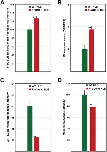 Figure 3. Functional analysis of FYCO1 (c.2206C>T) knock-in (KI) human lens epithelial (HLE) cells revealed impaired autophagy. (A) Flow cytometry-based quantification of endogenous SQSTM1/p62 in FYCO1 KI HLE cells. The analysis revealed accumulation of SQSTM1/p62 in FYCO1 KI HLE cells compared to wild type (WT) cells. Asterisks: p < 0.0005. (B) Flow cytometry-based quantification of autophagic flux in FYCO1 KI HLE cells using a tandem fluorescent-tagged LC3B plasmid (mRFP-GFP-LC3). The analysis revealed a higher GFP to RFP ratio in FYCO1 KI HLE cells compared to WT cells. Asterisk: p < 0.05. (C) Flow cytometry-based quantification of exogenously expressed GFP labeled LC3B in FYCO1 KI HLE cells. The analysis revealed a 69% reduced GFP fluorescence intensity in FYCO1 KI HLE cells compared with WT HLE cells. Asterisks: p = 9.068e−12. (D) Flow cytometry-based quantification of CYTO-ID labeled autophagic vesicles in FYCO1 KI HLE cells. The analysis revealed a reduced green fluorescence intensity in FYCO1 KI HLE cells compared with WT HLE cells. Asterisks: p = 3.475e−5.