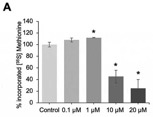 Figure 5. Low concentrations of AnxA2 (0.1–1 µM) has a stimulatory effect on the expression of the c-myc RLuc reporter in an in vitro coupled transcription/translation system. The T7-driven transcription of chimera 1A [c-myc-5ʹUTR-RLuc-c-myc-3ʹUTR] from a PCR fragment (22 ng/μl). Subsequent translation of the construct was performed for 60 min at 30°C in the absence or presence of 0.1, 1, 10 or 20 µM of His-AnxA2 as indicated. Aliquots in triplicates (60 min) were withdrawn. The results are presented as percentage incorporated [35S]-Met, as determined by scintillation counting, relative to the reactions in the absence (set at 100%) of His-AnxA2. The results from three independent experiments (n = 3) are shown. The standard deviations are also indicated. Statistical significance was determined by the two-tailed Student’s t-test (*p < 0.05)