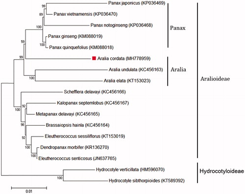 Figure 1. Phylogeny of A. cordata and 16 related species based on complete chloroplast genome sequences. The phylogenetic tree was constructed using maximum likelihood analysis with 1000 bootstrap replicates based on the complete chloroplast genomes of 17 species from the Araliaceae family, including 15 the Aralioideae subfamily and two Hydrocotyloideae subfamily.