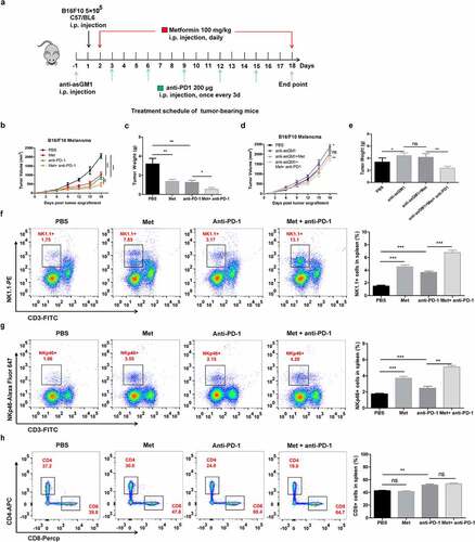 Figure 7. The combination of metformin with anti-PD-1 enhances the therapeutic efficacy against established B16F10 melanoma tumors. The experimental scheme of metformin therapy combined with PD-1 blockade (a). Measurement of tumor volume (b, d) and weight in each group (c, e). The frequencies of CD3−NK1.1+ cells (f), the frequencies of CD3−NKp46+ cells (g) and the frequencies of CD3+CD8+ cells (h) in the spleen of each group are shown as representative flow cytometry. Data represent the mean ± SEM of 6 mice per group. Each symbol represents an individual mouse. Data shown represent at least three independent experiments. *p < .05, **p < .01, ***p < .001. The data were analyzed using the Two-way ANOVA (b and d) or two-tailed Student’s t-test (the rest)