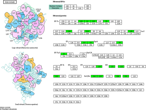 Figure 4 Kpn03010 ribosome pathway. Green boxed proteins indicate down-regulated proteins.