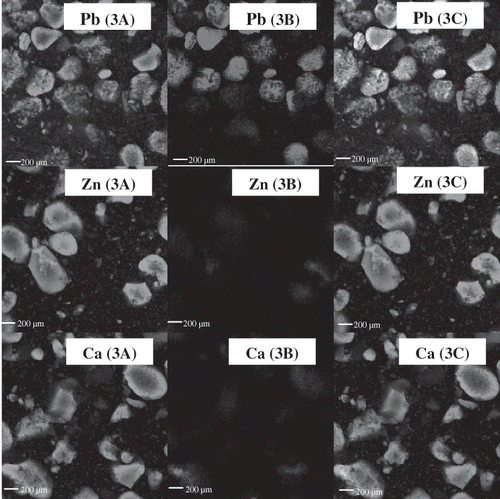 Figure 5 Confocal laser scanning microscope (CLSM) micrographs of exterior yolk for (3A)protein distribution, (3B) lipid distribution, and (3C) and combined image of protein and lipid of pidan treated with different cations after pickling (week 3). Pb: 0.2% PbO2; Zn: 0.2% ZnCl2; Ca: 0.2% CaCl2. Magnification: 200X (zoom X2.5).