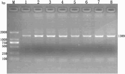 Fig. 1  Electophoretic analysis of the polymerase chain reaction (PCR) product of PGAM4 (Lanes 1-8, 1389 bp amplicon). Lane M, DL-2000 Marker. PCR was performed with the isolated DNA using the 5’-CCAATAGCCAGGTAAGTGAAC-3’ (forward) and 5’- CCATCTGCAGCTACAACTC-3’(reverse) primers. The products were analyzed by 1.5% agarose gel electrophoresis and the results were visualized under UV illumination. Lane M, 250 ng DNA marker (TaKaRa Biotechnology, Dalian, China). Lanes 1-8 were the expected PCR product which size was 1389 bp.