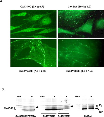 Figure 2 Characterization of Cx43Y247E and Cx43Y265E mutant proteins in Cx43 KO fibroblasts. (A) Cx43wt and the Cx43Y247E and Cx43Y265E mutants were examined by immunofluorescence microscopy using a Cx43 monoclonal antibody and Alexa-488. Parental Cx43 KO cells were used as a negative control. The level of GJC for each cell type is indicated in parentheses. (B) Immunoprecipitation of Cx43wt, Cx43Y247E, Cx43Y265E, and the Cx43S255/279/282A mutants from [35S]-labeled Cx43 KO fibroblasts. Connexin was immunoprecipitated with the Cx43 C-terminal peptide rabbit antiserum from cells treated (+) or untreated (−) with EGF (100 ng/ml for 30 min) and subjected to SDS-PAGE. The positions of the phosphorylated Cx43 isoforms (Cx43-P) are indicated at the left margin and the nonphosphorylated (NP) and P2 isoforms are marked at the right margin. An increase in phosphorylated Cx43 isoforms is visible for the EGF-treated cells compared with the control for each cell type (more Cx43 migrating in the P2 isoform and between the NP and P2 isoforms), except for the MAP kinase mutant (Cx43S255/279/282A) in the left-hand panel, which does not show this increase.