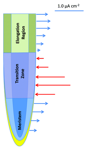 Figure 1. Schematic visualization of the electric field around the growing maize root apex using data published by Collings et al.Citation28 The outward current is shown by blue arrows, the inward current is depicted by red arrows. The two reversals of the electric current polarity at the both borders of the transition zone are typical for root apices of all plants tested so far. Identity of ion channels underlying this phenomenon is enigmatic so far, but they do not seem to be related to fluxes of H+ and K+. The GLRs and CNGCs are strong candidates in this respect.