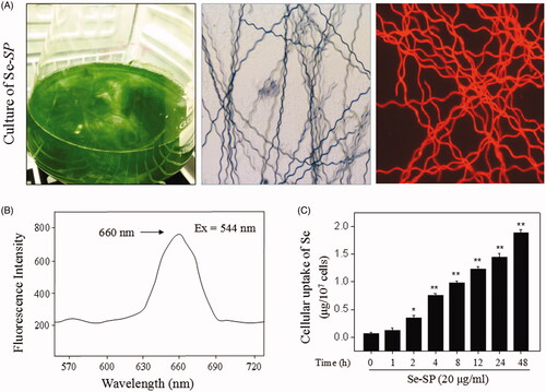 Figure 1. Isolation and identification of Se-SP. (A) Culture of Se-enriched S. platensis. Se-enriched S. platensis was cultured with Zarrouk medium (pH 9.0) in a 1000 mL Erlenmeyer flask. Morphology of Se-enriched S. platensis was detected by light microscope and fluorescence microscope. (B) Spectroscopic feature of Se-SP. The fluorescence spectrum of Se-SP crude was examined by fluorescence microreader. (C) Intracellular uptake of Se-PC. MOVAS cells were treated with 20 μg/mL Se-SP for 1–48 h, and the intracellular uptake of Se-SP was examined by ICP-AES method. All data was shown as mean ± standard deviation (SD) of three different experiments. Bars with ‘*’ or ‘**’ represent p < 0.05 and p < 0.01, respectively.