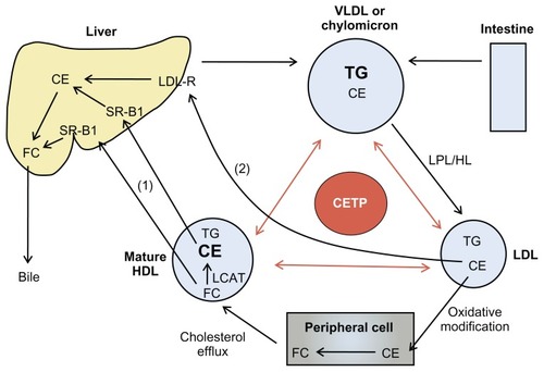 Figure 1 The function of CETP in RCT.