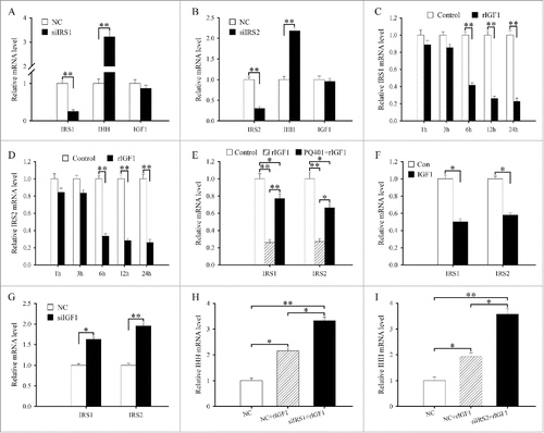 Figure 4. IRS1/2 mediate the effects of IGF1 on the differentiation of antler chondrocytes. (A) Effects of IRS1 siRNA on the expression of IRS1, IHH and IGF1. (B) Effects of IRS2 siRNA on the expression of IRS2, IHH and IGF1. (C) IRS1 expression in antler chondrocytes treated with rIGF1 for 1, 3, 6, 12 and 24 h. (D) IRS2 expression in antler chondrocytes treated with rIGF1 for 1, 3, 6, 12 and 24 h. (E) Expression of IRS1 and IRS2 after antler chondrocytes were treated with rIGF1, or rIGF1 and PQ401. (F) Effects of IGF1 overexpression on the expression of IRS1 and IRS2. (G) Effects of IGF1 siRNA on the expression of IRS1 and IRS2. (H) IRS1 mediated the effects of IGF1 on the expression of IHH. After transfection with IRS1 siRNA and addition of rIGF1, the expression of IHH was determined by real-time PCR. (I) IRS2 mediated the effects of IGF1 on the expression of IHH. siIRS1, IRS1 siRNA; siIRS2, IRS2 siRNA.