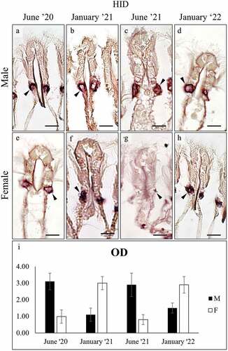 Figure 5. High Iron Diamine (HID) staining of mucocytes (arrowhead) on the gill filaments of male (a-d) and female (e-h) C. gallina. (i) Plot of mean OD values for gill mucocytes in males (black) and females (white) shows that summer values are significantly higher than the corresponding winter ones (January ’21 and January ’22) in males, whereas the opposite is seen in females. Abbreviations: F, female; M, male. Scale bars: 10 µm.