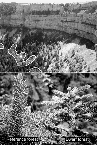 FIGURE 1.  The Creux du Van escarpment in the Swiss Jura Mountains with the dwarf tree zones (encircled) at 1190–1220 m elevation. Lower part: reference and dwarfed shoots of Norway spruce (Picea abies). The arrow indicates the location where temperatures were measured in the dwarf tree stand