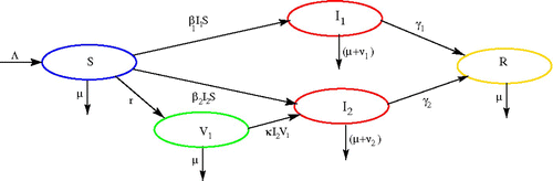 Figure 1. Transfer diagram of the model Equation(2).