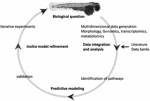 Figure 4 The systems biology approach for zebrafish.